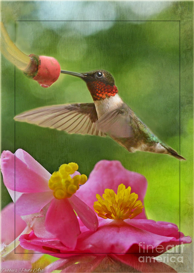 Ruby Throated Hummingbird with Begonia blooms Photograph by Debbie Portwood