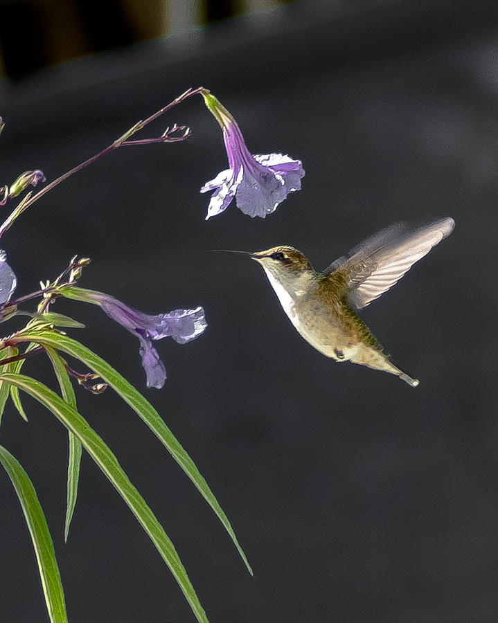 Ruby Throated Hummingbird With Flowers Photograph By Charles Moore ...