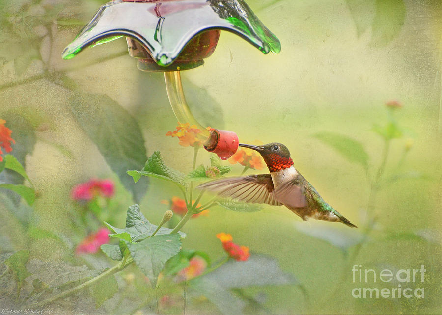 Nature Photograph - Ruby Throated Hummingbird with Lantana by Debbie Portwood