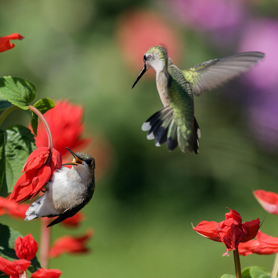 Ruby-throated Hummingbirds Photograph by David Lester - Fine Art America