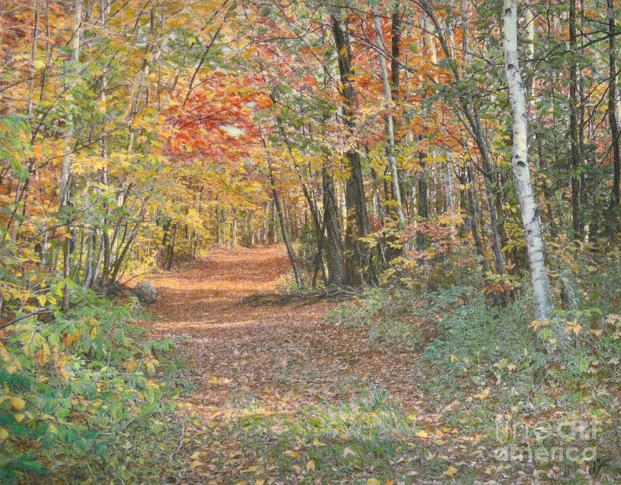 Landscape Drawing - Rubys Trail by Susan Fraser SCA  B Sc