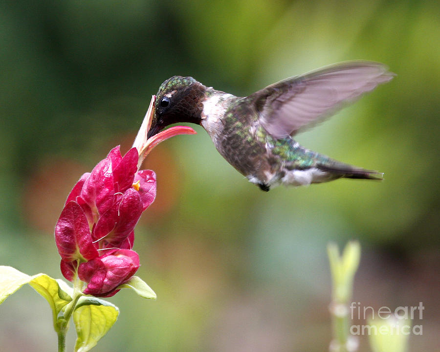 Rubythroat Hummingbird Photograph by Luana K Perez