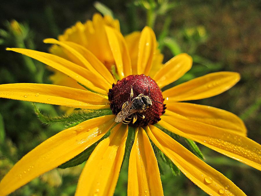 Daisy Photograph - Rudbeckia Bee by MTBobbins Photography