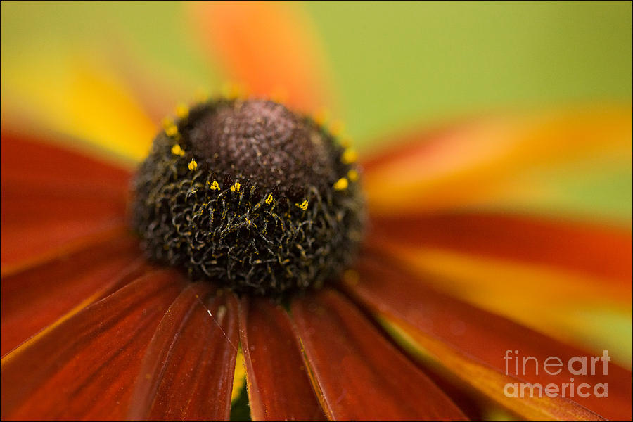 Flower Photograph - Rudbeckia  by Liz  Alderdice