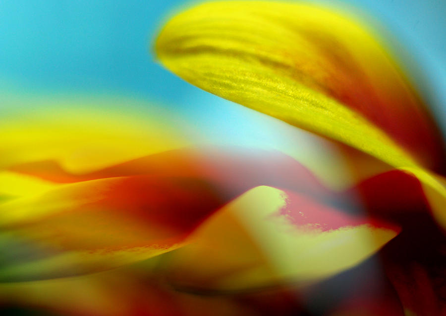 Abstract Photograph - Rudbeckia Macro 1 by Lyn  Perry