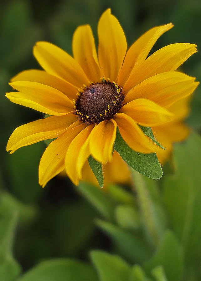 Sunflower Photograph - Rudbekia by Kim Mulkey Young