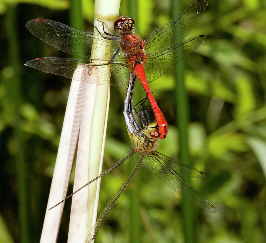 Wildlife Photograph - Ruddy Darter Dragonflies Mating by Bob Gibbons