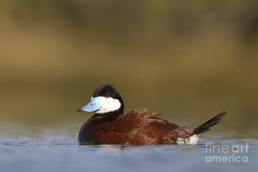 Ruddy Duck  Photograph by Bryan Keil