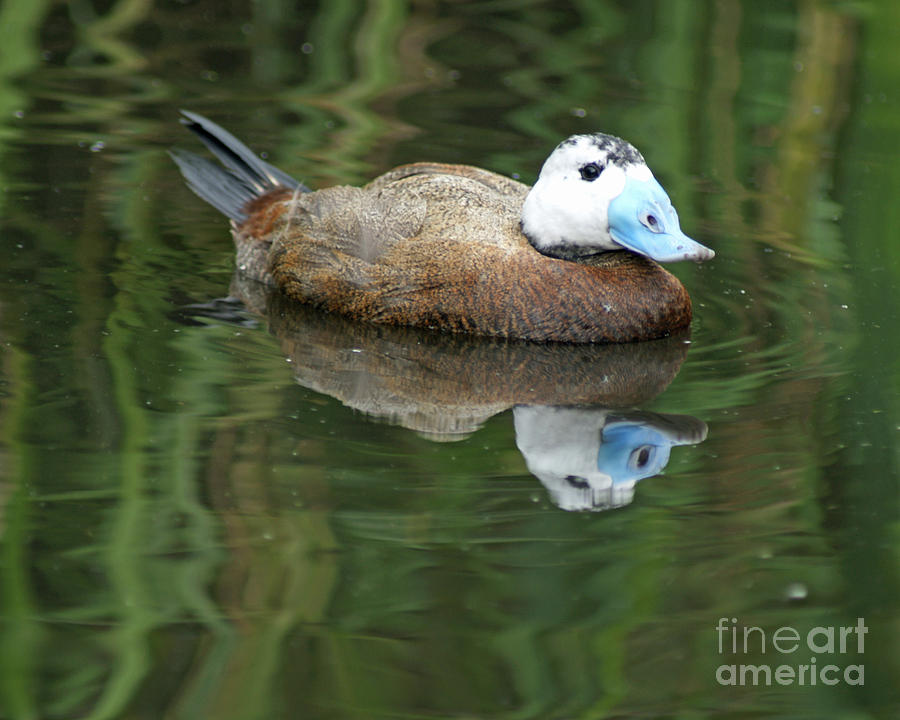 Ruddy Duck Photograph by David Birchall