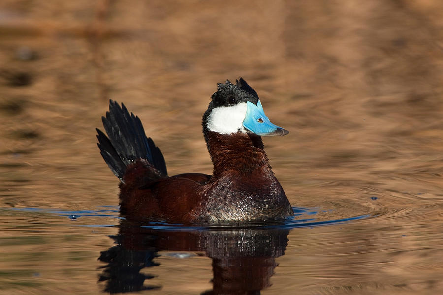 Ruddy Duck Drake Photograph by Craig K. Lorenz