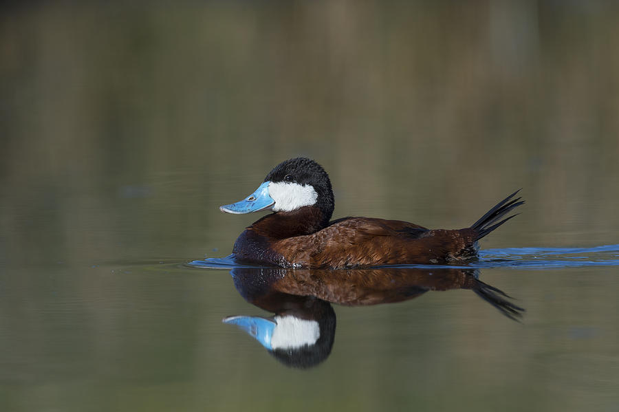 Ruddy Duck In Small Marsh Pond Photograph by John Shaw