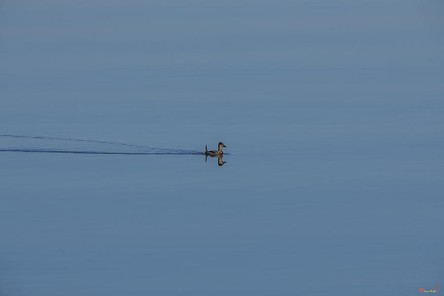 Ruddy Duck Leaving Wake DWF123 Photograph by Gerry Gantt