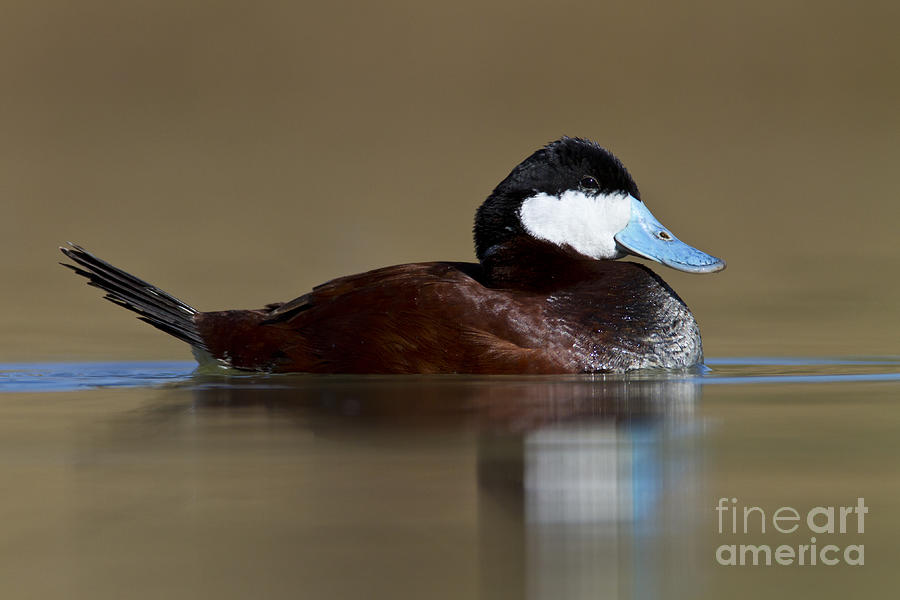 Ruddy duck on still pond Photograph by Bryan Keil