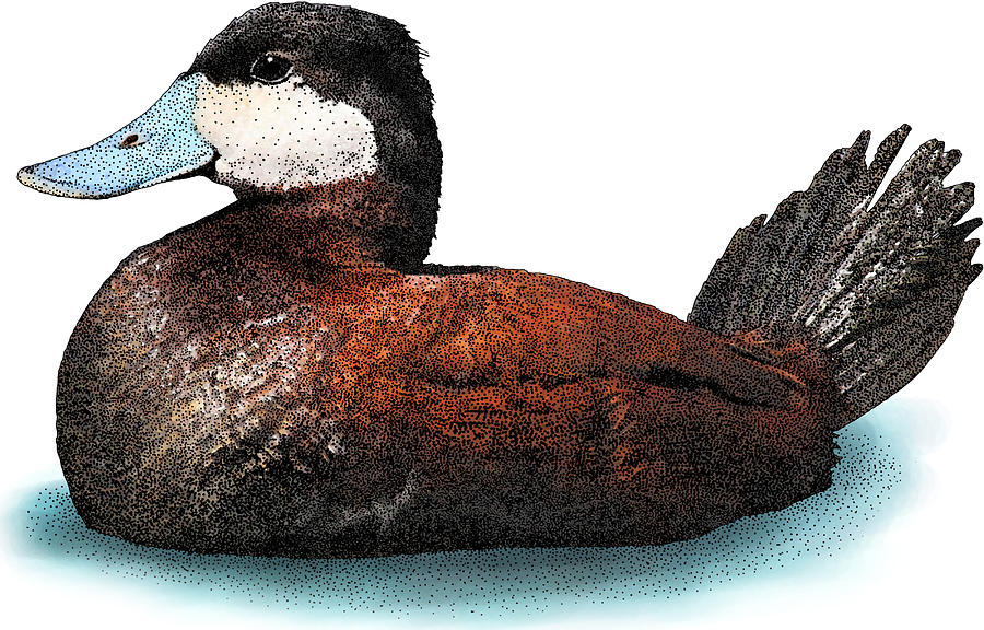 Ruddy Duck, Oxyura Jamaicensis Photograph by Roger Hall