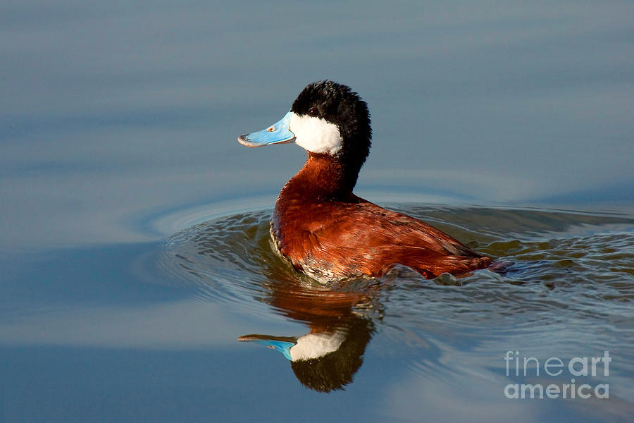 Ruddy Duck Photograph by Ram Vasudev