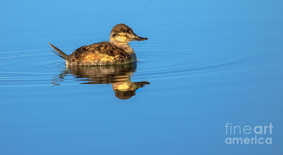 Bird Photograph - Ruddy Duck by Robert Bales
