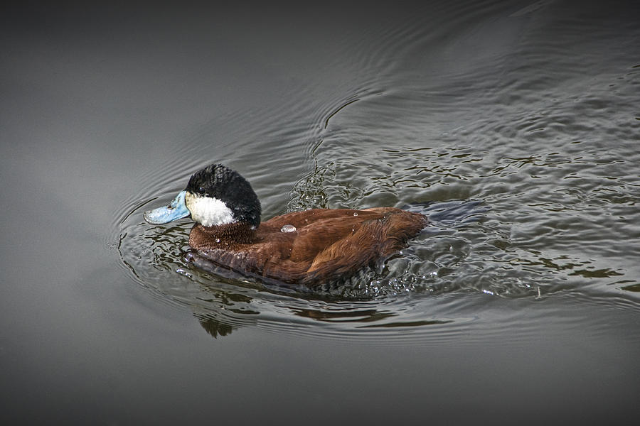 Ruddy Duck swimming in a Pond Photograph by Randall Nyhof
