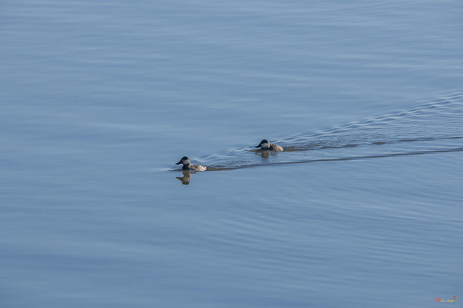 Ruddy Ducks Leaving Wakes DWF125 Photograph by Gerry Gantt