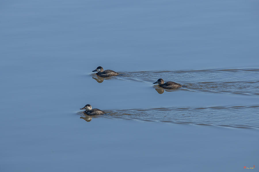 Ruddy Ducks Leaving Wakes DWF126 Photograph by Gerry Gantt