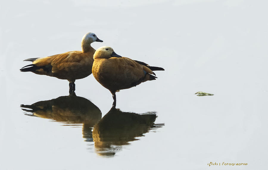 Duck Photograph - Ruddy Shelduck by Virag Yelegaonkar