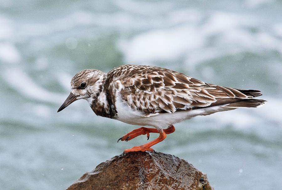 Ruddy Turnstone Photograph by Bob Gibbons/science Photo Library | Fine ...