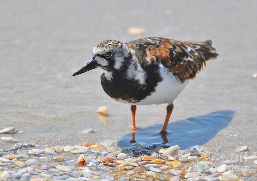 Ruddy Turnstone In Breeding Colors Photograph by Kathy Baccari