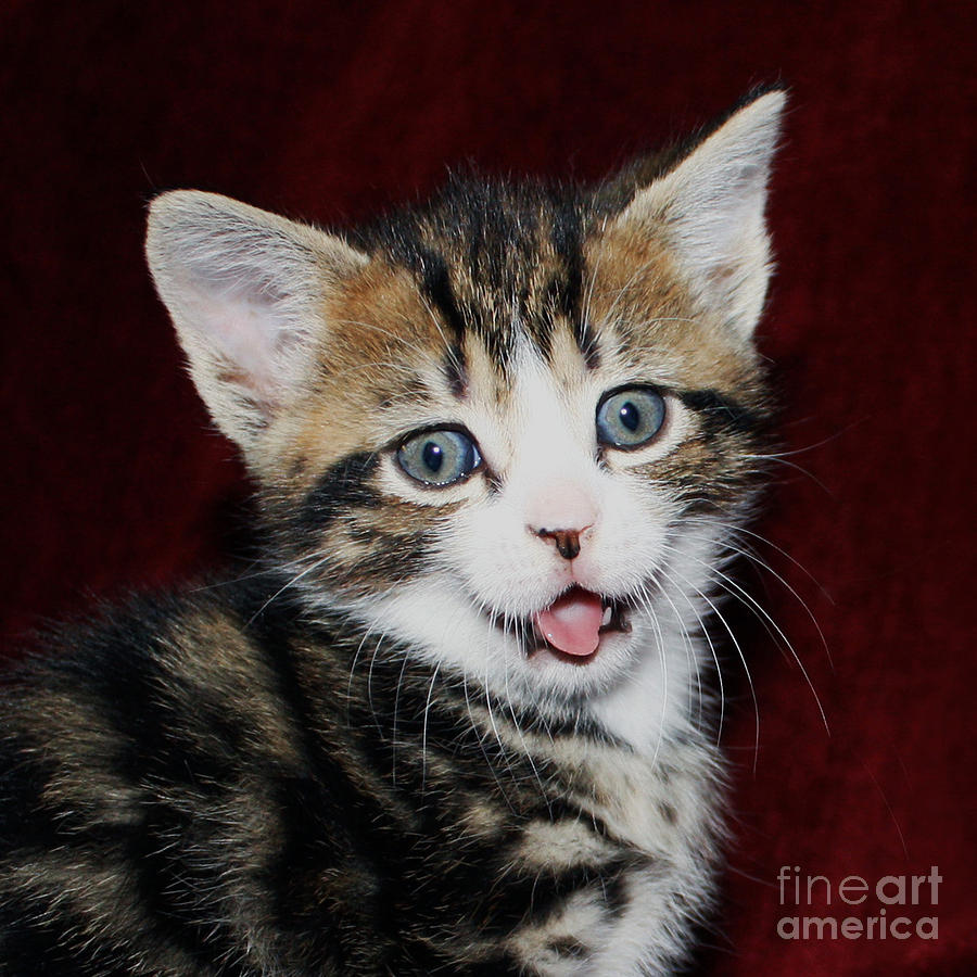 Rude Kitten Photograph by Terri Waters