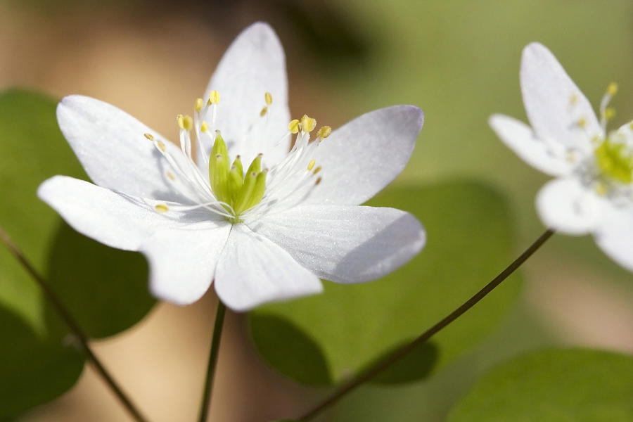 Rue Anemone Photograph by Melinda Fawver
