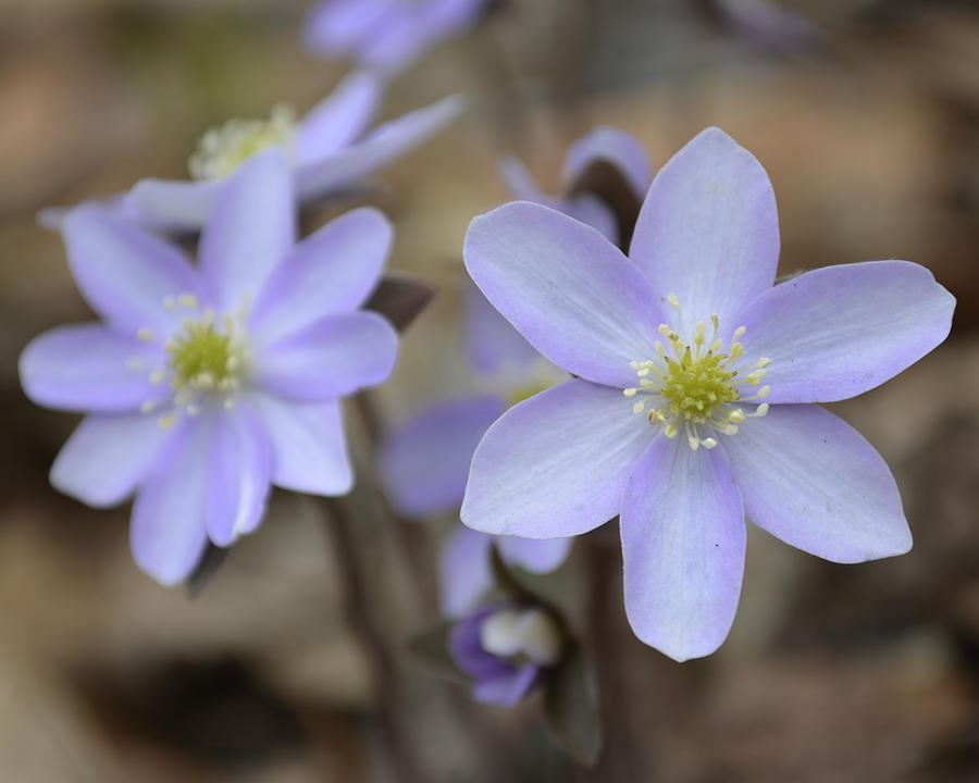 Rue Anemone Shades of Purple Photograph by Forest Floor Photography