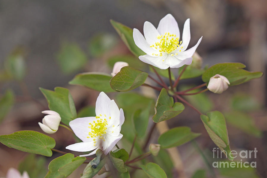 Rue Anemone Wildflower - Pale Pink - Thalictrum thalictroides Photograph by Carol Senske