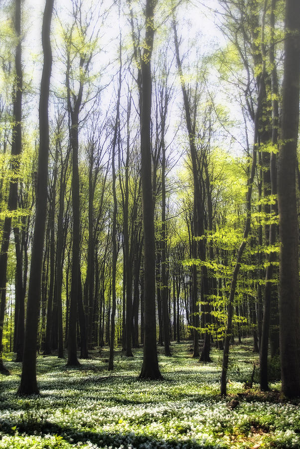 Ruegen-Forest Photograph by Joachim G Pinkawa