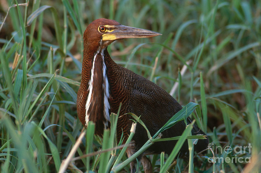 Rufescent Tiger-heron Photograph by Art Wolfe