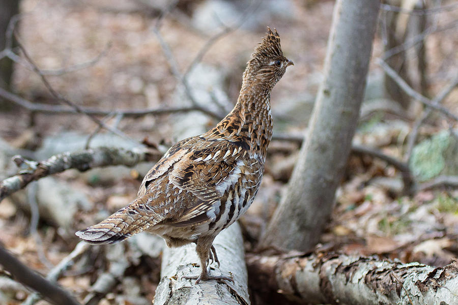 Wildlife Photograph - Ruffed Grouse 1 by Jahred Allen