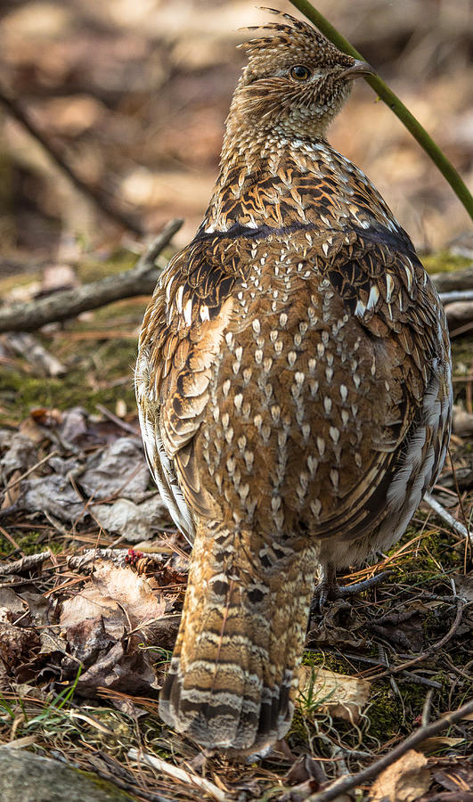 Nature Photograph - Ruffed Grouse 3 by Jahred Allen