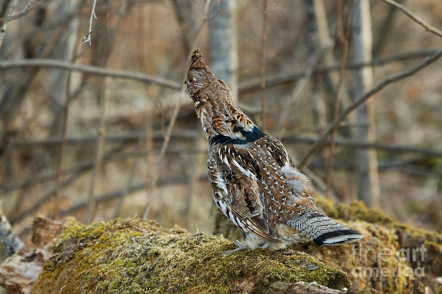 Ruffed Grouse Concealing From Predators Photograph by Linda Freshwaters Arndt