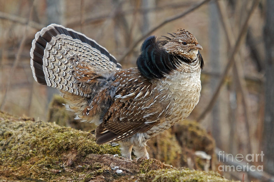 Ruffed Grouse Courtship Display Photograph by Linda Freshwaters Arndt