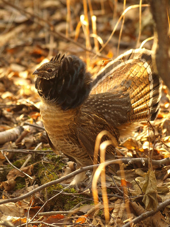 Ruffed Grouse Display Photograph by James Peterson
