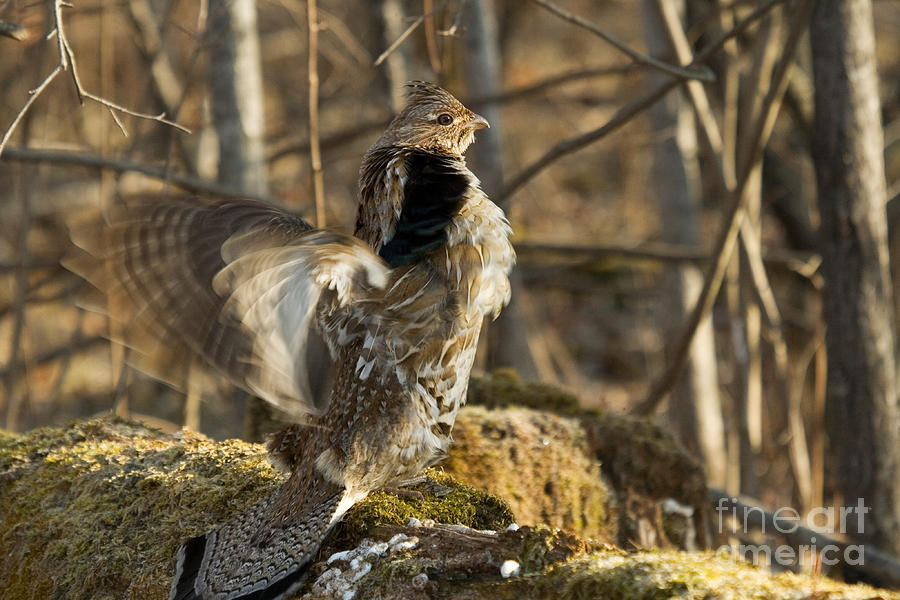 Ruffed Grouse Drumming Photograph by Linda Freshwaters Arndt