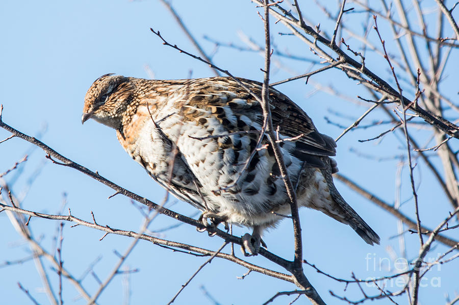 Ruffed Grouse in a Tree Photograph by Cheryl Baxter