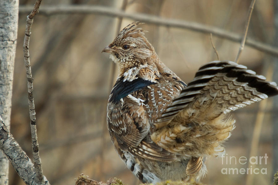 Ruffed Grouse In The Forest Photograph by Linda Freshwaters Arndt