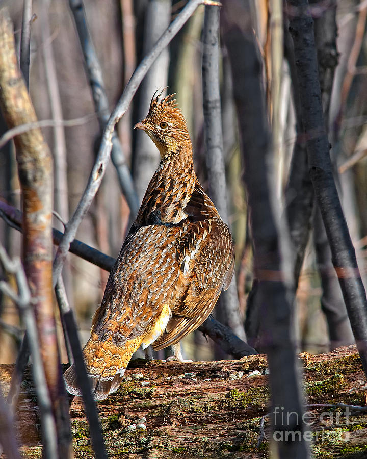 Ruffed Grouse on Drumming Log Photograph by Timothy Flanigan