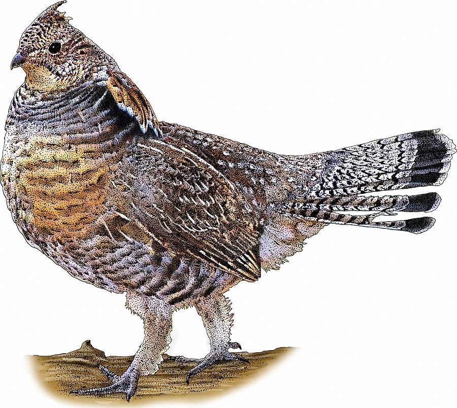 Ruffed Grouse Photograph by Roger Hall