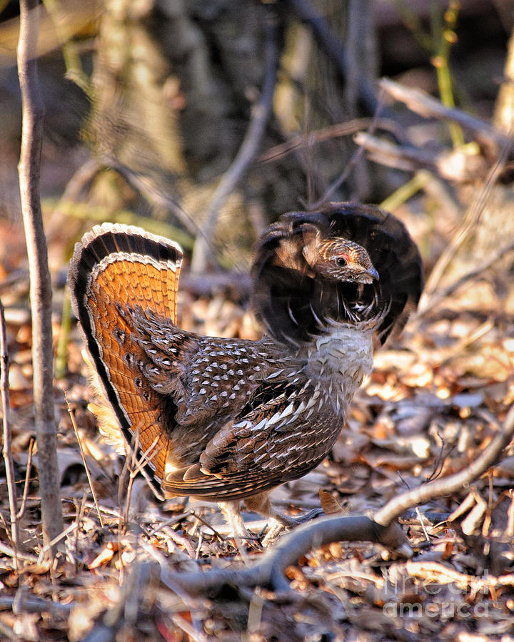 Ruffed Grouse Ruffed Up Photograph by Timothy Flanigan | Pixels