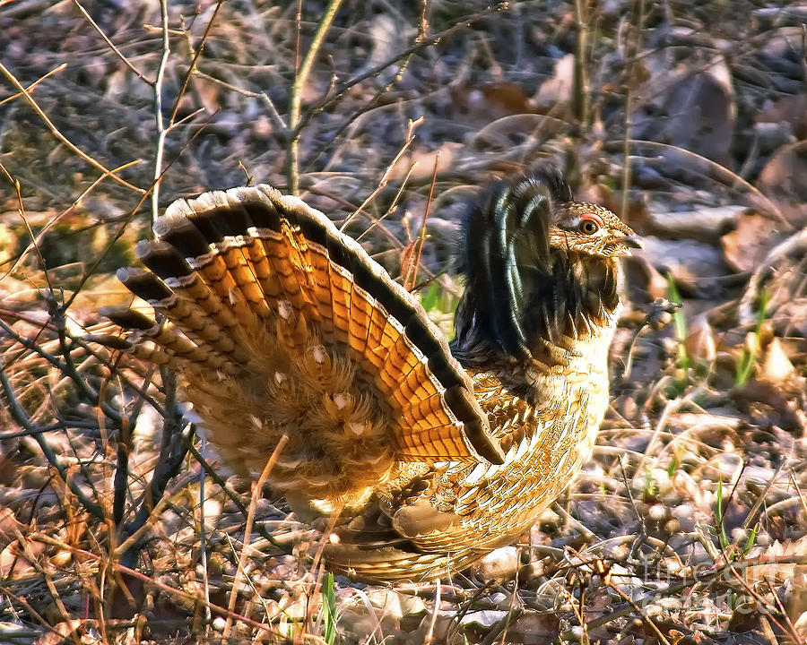 Ruffed Grouse Show Off Photograph by Timothy Flanigan - Fine Art America