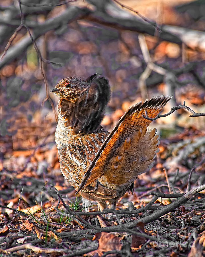 Wildlife Photograph - Ruffed Grouse Side Strut by Timothy Flanigan