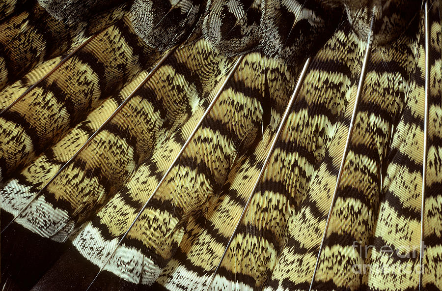 Animal Photograph - Ruffed Grouse Tail Feathers by William H. Mullins