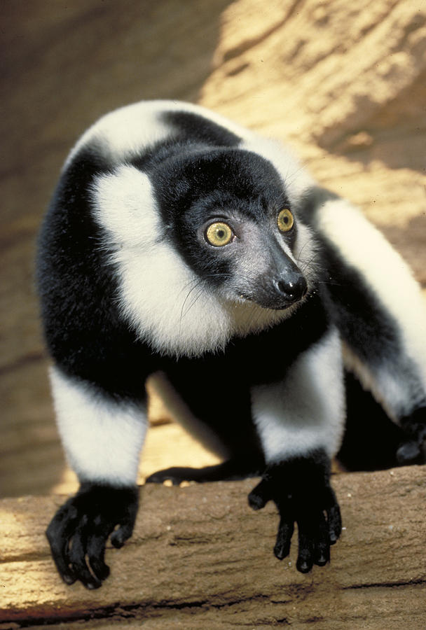 Ruffed Lemur Photograph by Larry Cameron