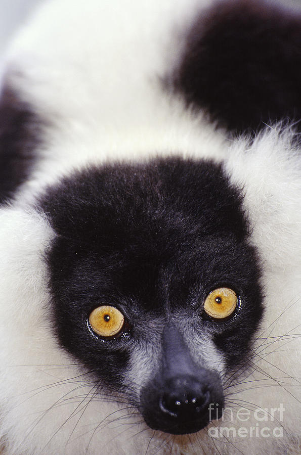 Ruffed Lemur, Madagascar Photograph by Art Wolfe