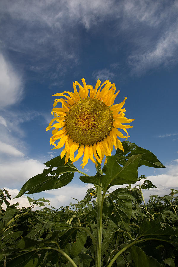 Ruffle Sunflower Photograph by Peter Tellone