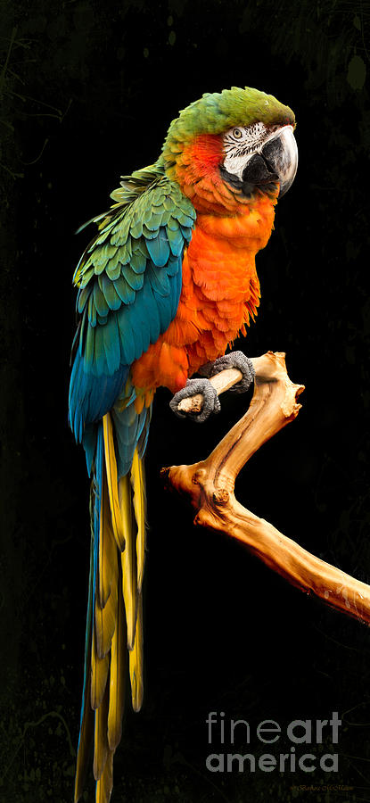 Parrot Photograph - Ruffled But Still Handsome by Barbara McMahon